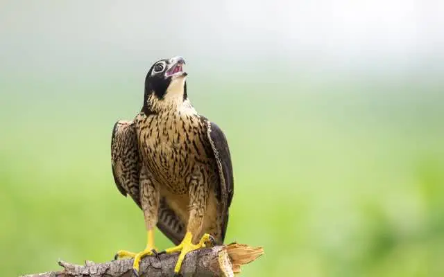 105943ubg9hblkkf29kvfu.jpg